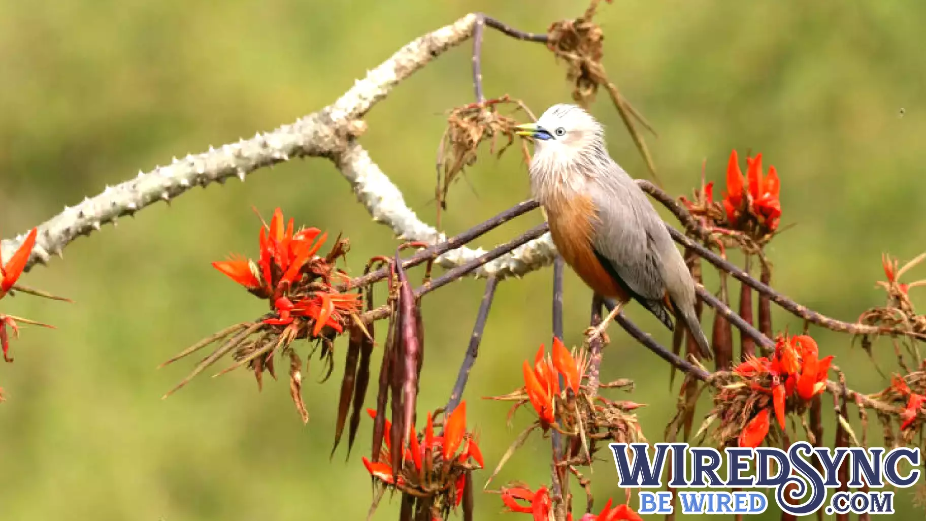 Bangladesh Enhances Wildlife Protection with Drone Technology