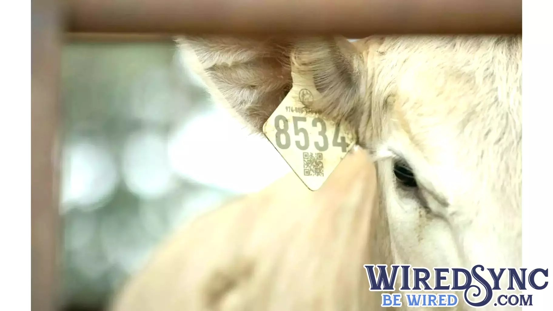 Innovations in Cattle Farming: Opportunities and Challenges